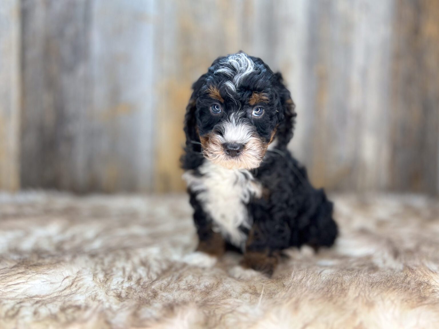 I am just a tiny baby and would love to join your family soon! Of course, you can’t see how cute and curly I will be when I get older, so the Dog Club will send updated photos when I am about 6 to 7 weeks old, if you choose to adopt me. Infant puppy deposits are refundable or transferrable.