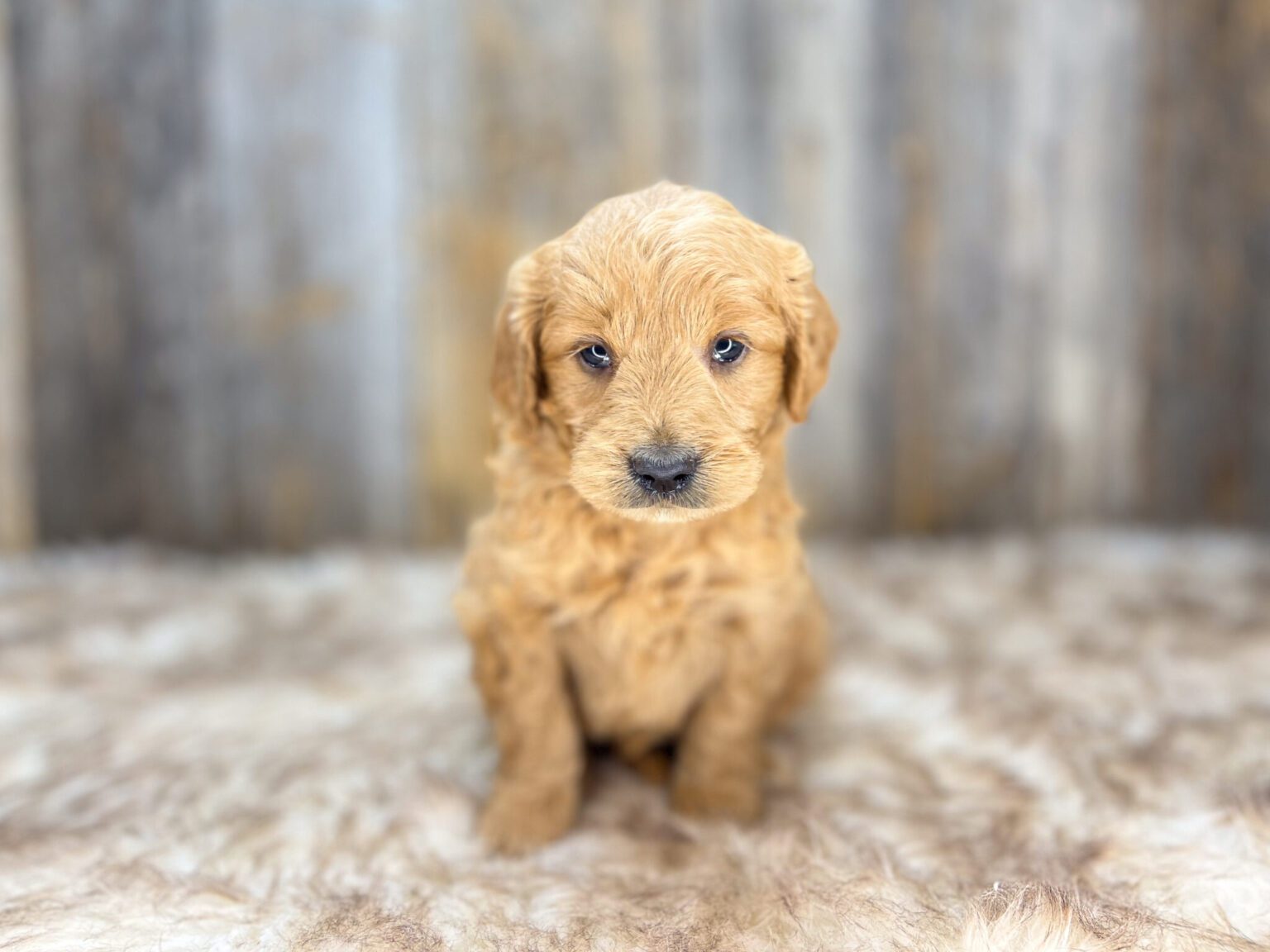 I am just a tiny baby and would love to join your family soon! Of course, you can’t see how cute and curly I will be when I get older, so the Dog Club will send updated photos when I am about 6 to 7 weeks old, if you choose to adopt me. Infant puppy deposits are refundable or transferrable.