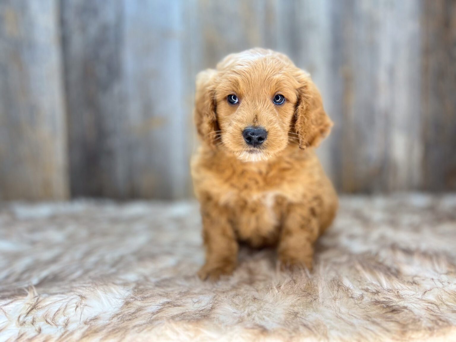 I am just a tiny baby and would love to join your family soon! Of course, you can’t see how cute and curly I will be when I get older, so the Dog Club will send updated photos when I am about 6 to 7 weeks old, if you choose to adopt me. Infant puppy deposits are refundable or transferrable.