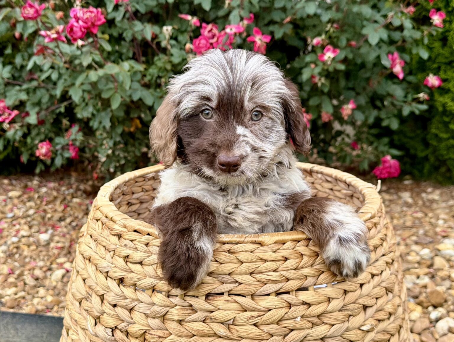 I am just a tiny baby and would love to join your family soon! Of course, you can’t see how cute and curly I will be when I get older, so the Dog Club will send updated photos when I am about 6 to 7 weeks old, if you choose to adopt me. Infant puppy deposits are refundable or transferrable.