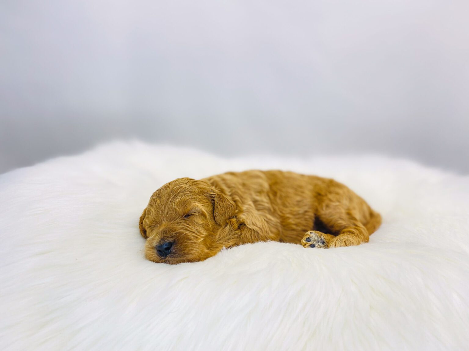 I am just a tiny baby and would love to join your family soon! Of course, you can’t see how cute and curly I will be when I get older, so the Dog Club will send updated photos when I am about 6 to 7 weeks old, if you choose to adopt me. Infant puppy deposits are refundable or transferrable.