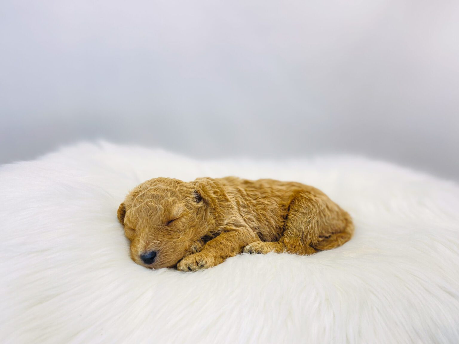 I am just a tiny baby and would love to join your family soon! Of course, you can’t see how cute and curly I will be when I get older, so the Dog Club will send updated photos when I am about 6 to 7 weeks old, if you choose to adopt me. Infant puppy deposits are refundable or transferrable.