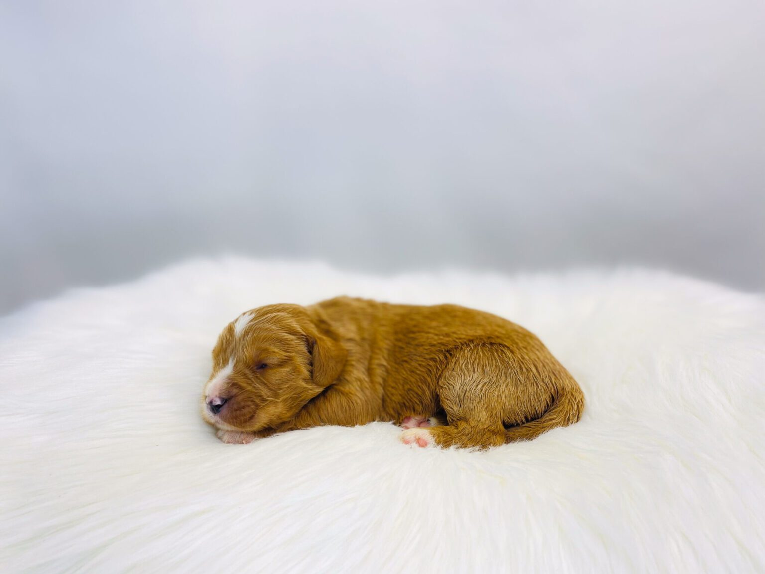 I am just a tiny baby and would love to join your family soon! Of course, you can’t see how cute and curly I will be when I get older, so the Dog Club will send updated photos when I am about 6 to 7 weeks old, if you choose to adopt me. Infant puppy deposits are refundable or transferrable.