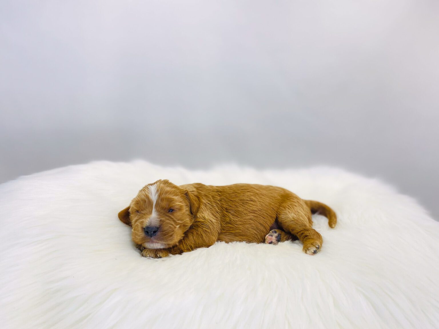 I am just a tiny baby and would love to join your family soon! Of course, you can’t see how cute and curly I will be when I get older, so the Dog Club will send updated photos when I am about 6 to 7 weeks old, if you choose to adopt me. Infant puppy deposits are refundable or transferrable.