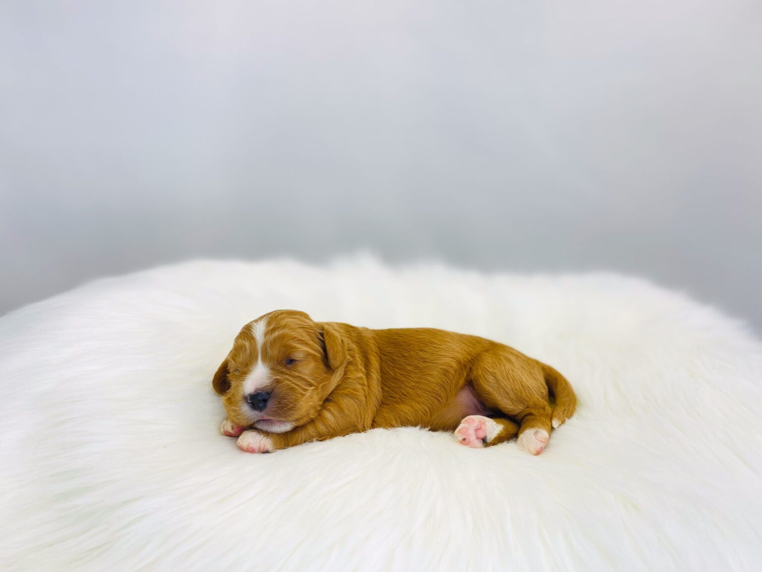 I am just a tiny baby and would love to join your family soon! Of course, you can’t see how cute and curly I will be when I get older, so the Dog Club will send updated photos when I am about 6 to 7 weeks old, if you choose to adopt me. Infant puppy deposits are refundable or transferrable.