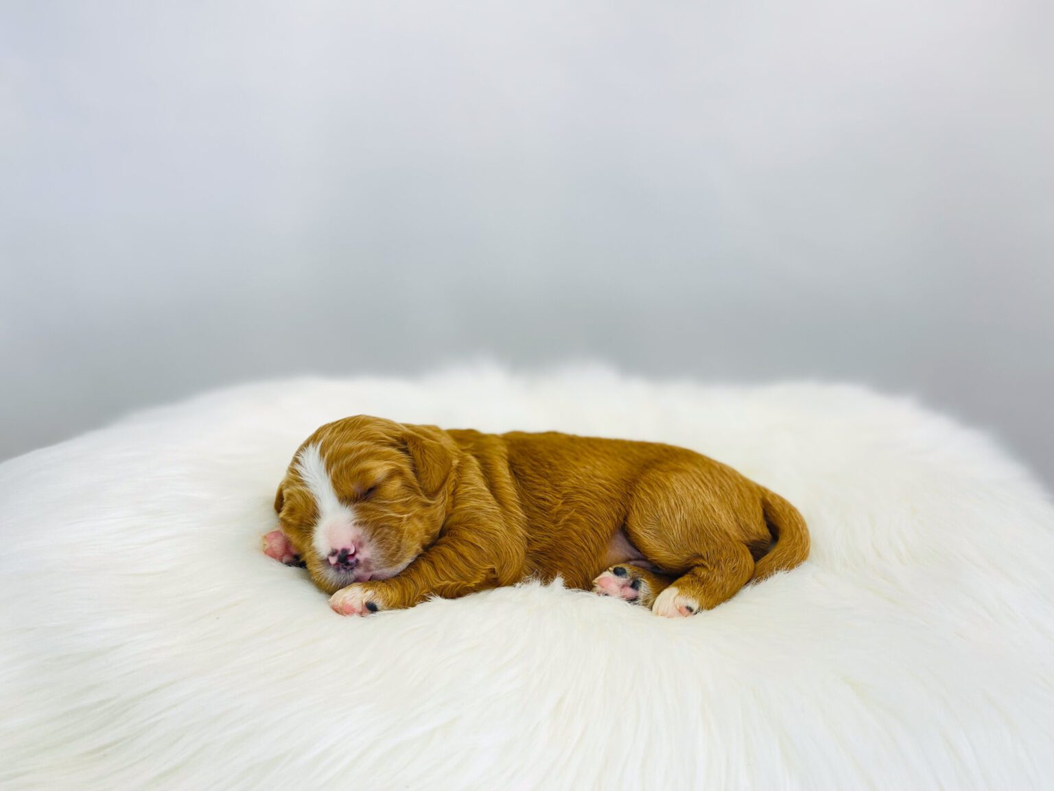 I am just a tiny baby and would love to join your family soon! Of course, you can’t see how cute and curly I will be when I get older, so the Dog Club will send updated photos when I am about 6 to 7 weeks old, if you choose to adopt me. Infant puppy deposits are refundable or transferrable.