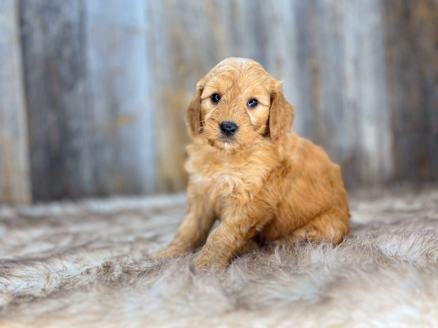 I am just a tiny baby and would love to join your family soon! Of course, you can’t see how cute and curly I will be when I get older, so the Dog Club will send updated photos when I am about 6 to 7 weeks old, if you choose to adopt me. Infant puppy deposits are refundable or transferrable.