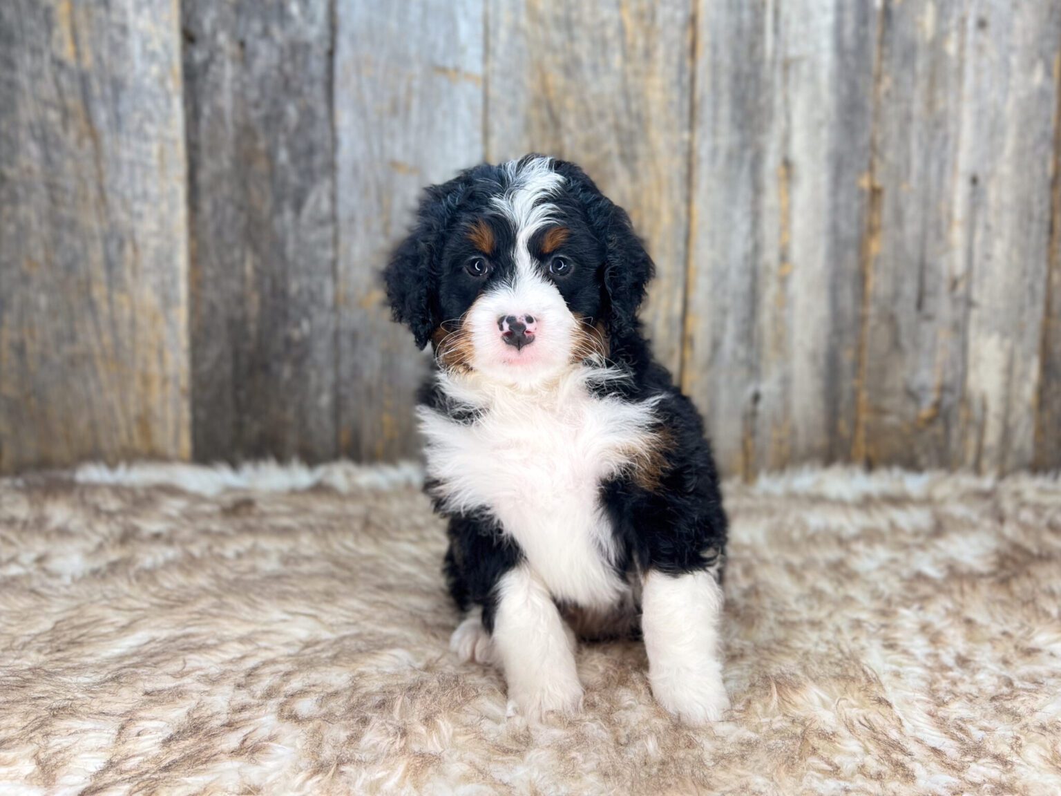 I am just a tiny baby and would love to join your family soon! Of course, you can’t see how cute and curly I will be when I get older, so the Dog Club will send updated photos when I am about 6 to 7 weeks old, if you choose to adopt me. Infant puppy deposits are refundable or transferrable.