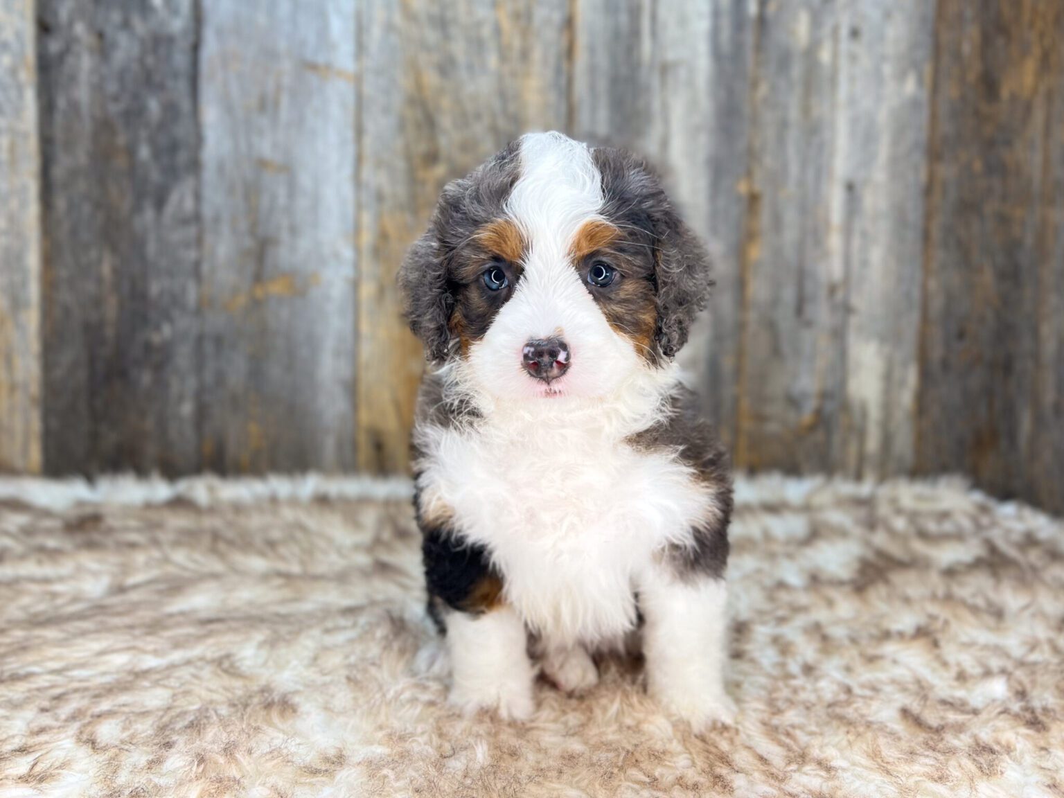 I am just a tiny baby and would love to join your family soon! Of course, you can’t see how cute and curly I will be when I get older, so the Dog Club will send updated photos when I am about 6 to 7 weeks old, if you choose to adopt me. Infant puppy deposits are refundable or transferrable.