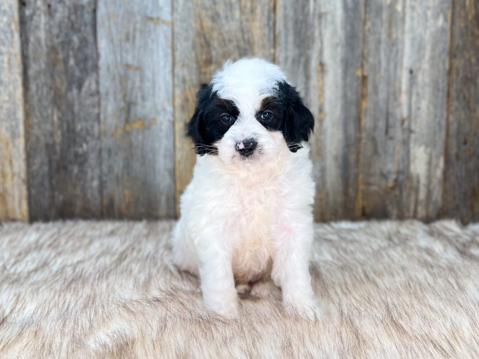 I am just a tiny baby and would love to join your family soon! Of course, you can’t see how cute and curly I will be when I get older, so the Dog Club will send updated photos when I am about 6 to 7 weeks old, if you choose to adopt me. Infant puppy deposits are refundable or transferrable.