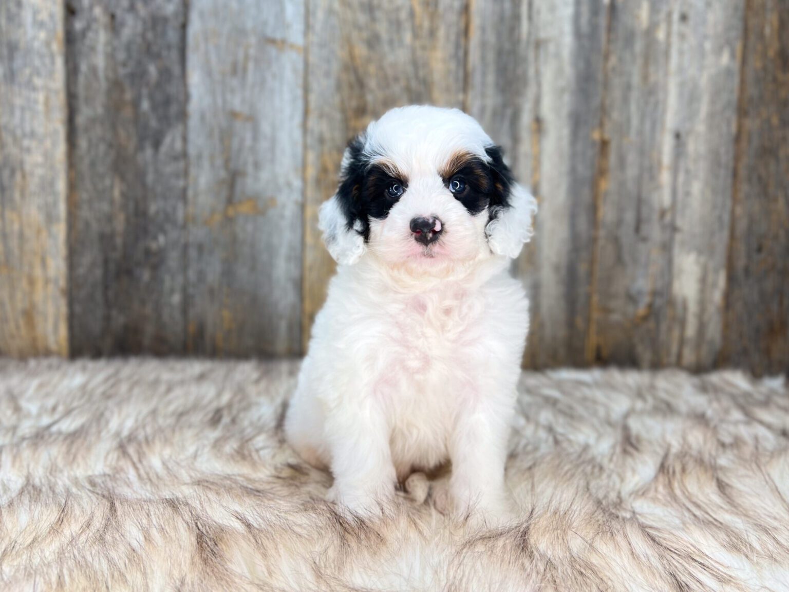 I am just a tiny baby and would love to join your family soon! Of course, you can’t see how cute and curly I will be when I get older, so the Dog Club will send updated photos when I am about 6 to 7 weeks old, if you choose to adopt me. Infant puppy deposits are refundable or transferrable.