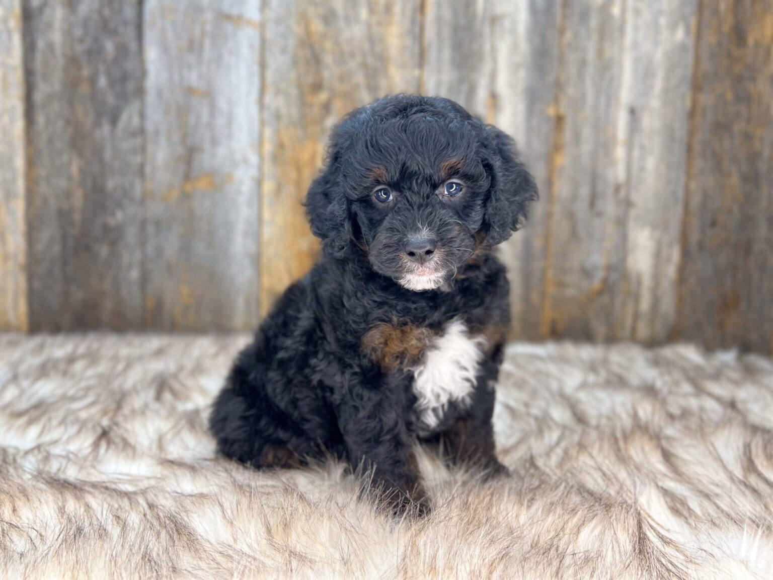 I am just a tiny baby and would love to join your family soon! Of course, you can’t see how cute and curly I will be when I get older, so the Dog Club will send updated photos when I am about 6 to 7 weeks old, if you choose to adopt me. Infant puppy deposits are refundable or transferrable.