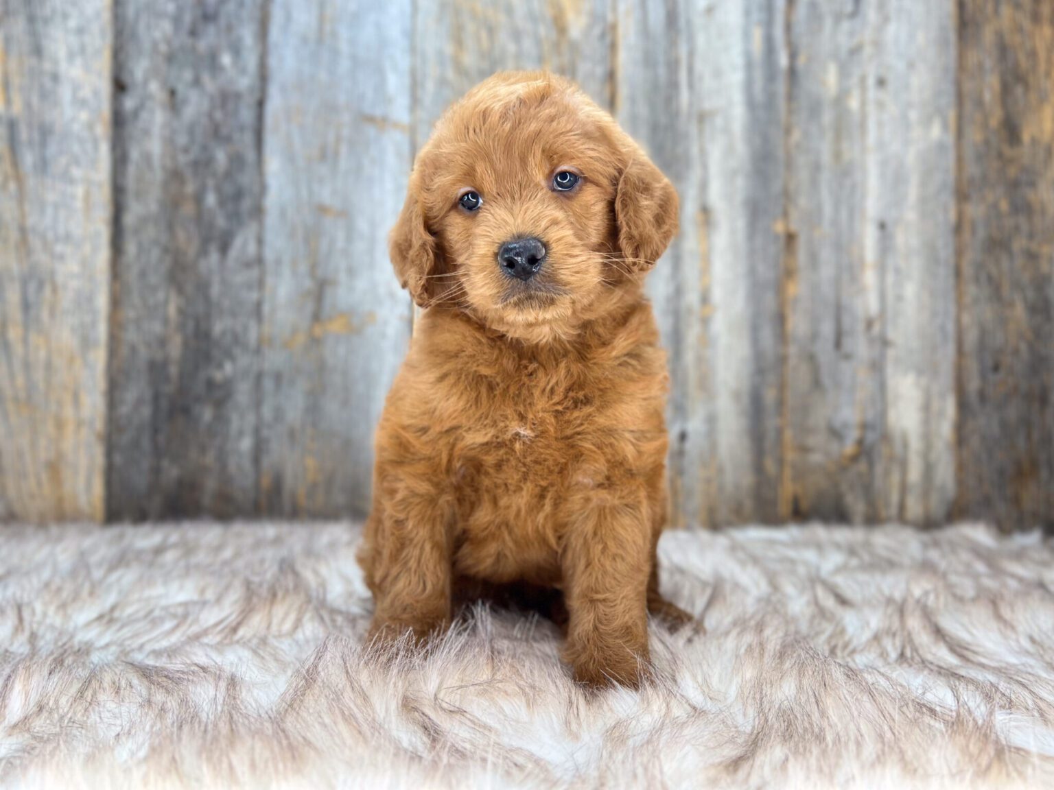 I am just a tiny baby and would love to join your family soon! Of course, you can’t see how cute and curly I will be when I get older, so the Dog Club will send updated photos when I am about 6 to 7 weeks old, if you choose to adopt me. Infant puppy deposits are refundable or transferrable.