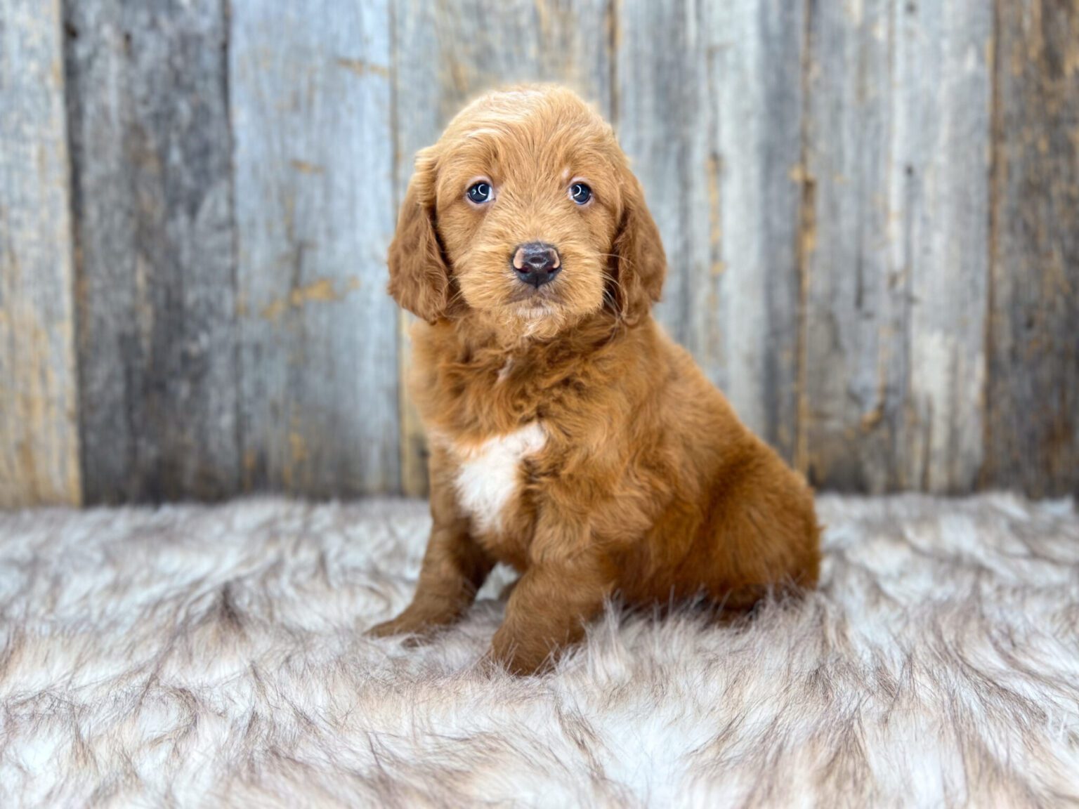 I am just a tiny baby and would love to join your family soon! Of course, you can’t see how cute and curly I will be when I get older, so the Dog Club will send updated photos when I am about 6 to 7 weeks old, if you choose to adopt me. Infant puppy deposits are refundable or transferrable.