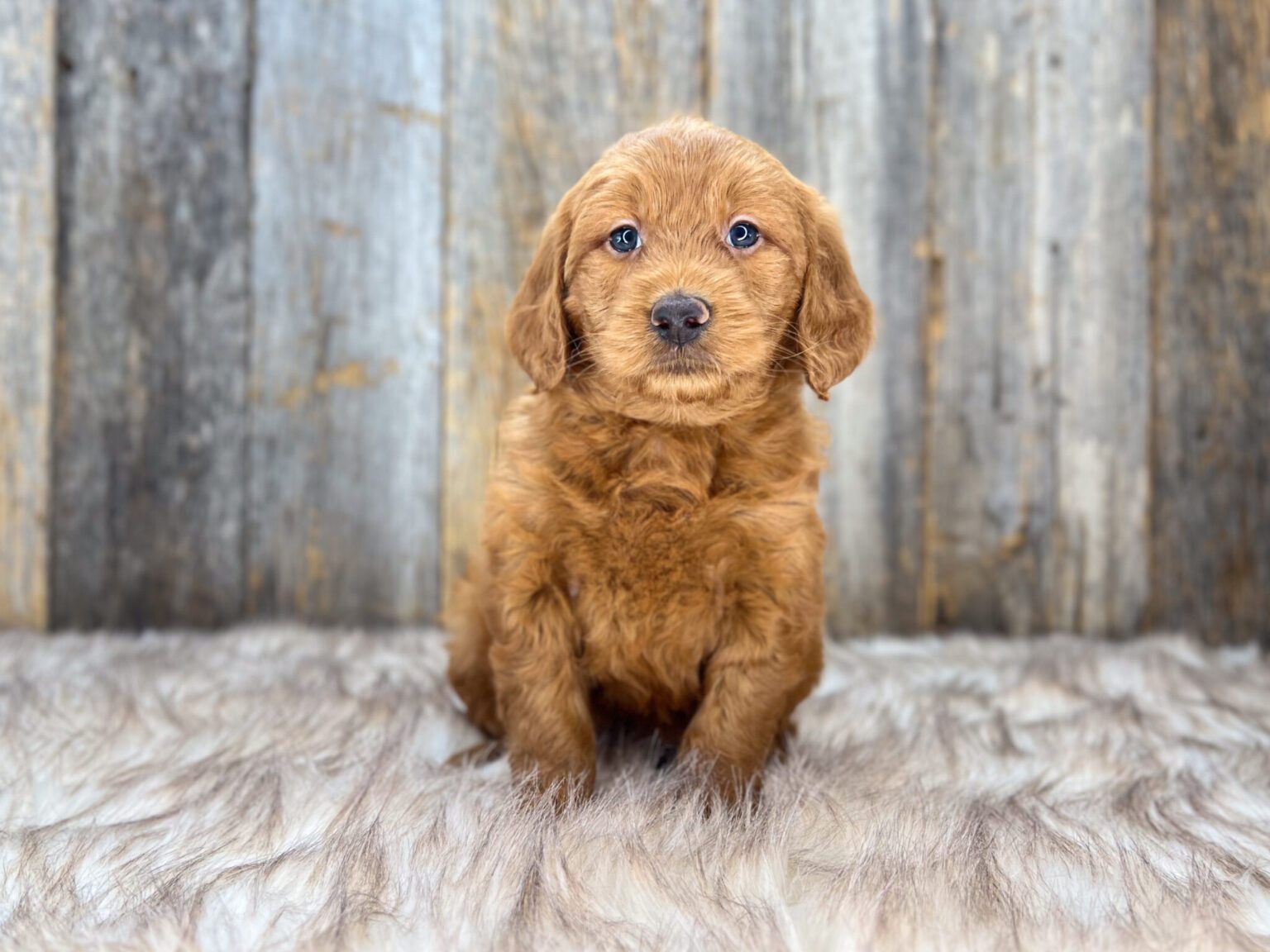 I am just a tiny baby and would love to join your family soon! Of course, you can’t see how cute and curly I will be when I get older, so the Dog Club will send updated photos when I am about 6 to 7 weeks old, if you choose to adopt me. Infant puppy deposits are refundable or transferrable.