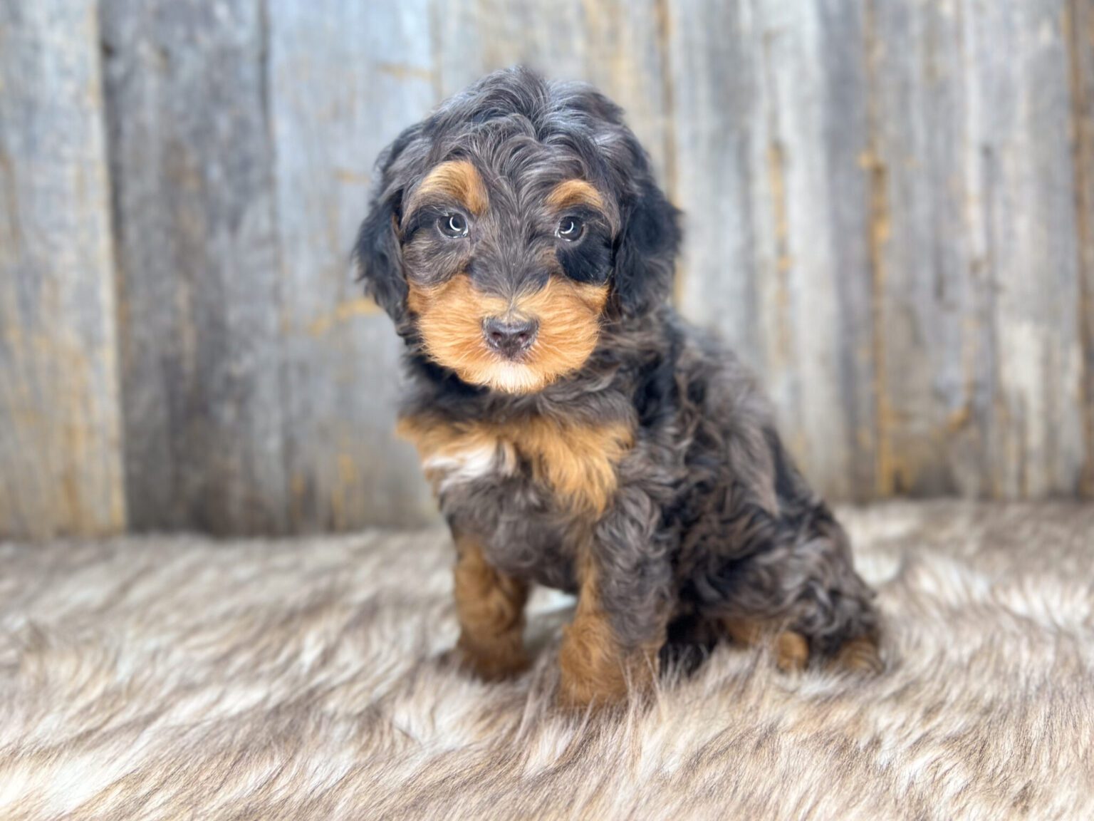 I am just a tiny baby and would love to join your family soon! Of course, you can’t see how cute and curly I will be when I get older, so the Dog Club will send updated photos when I am about 6 to 7 weeks old, if you choose to adopt me. Infant puppy deposits are refundable or transferrable.