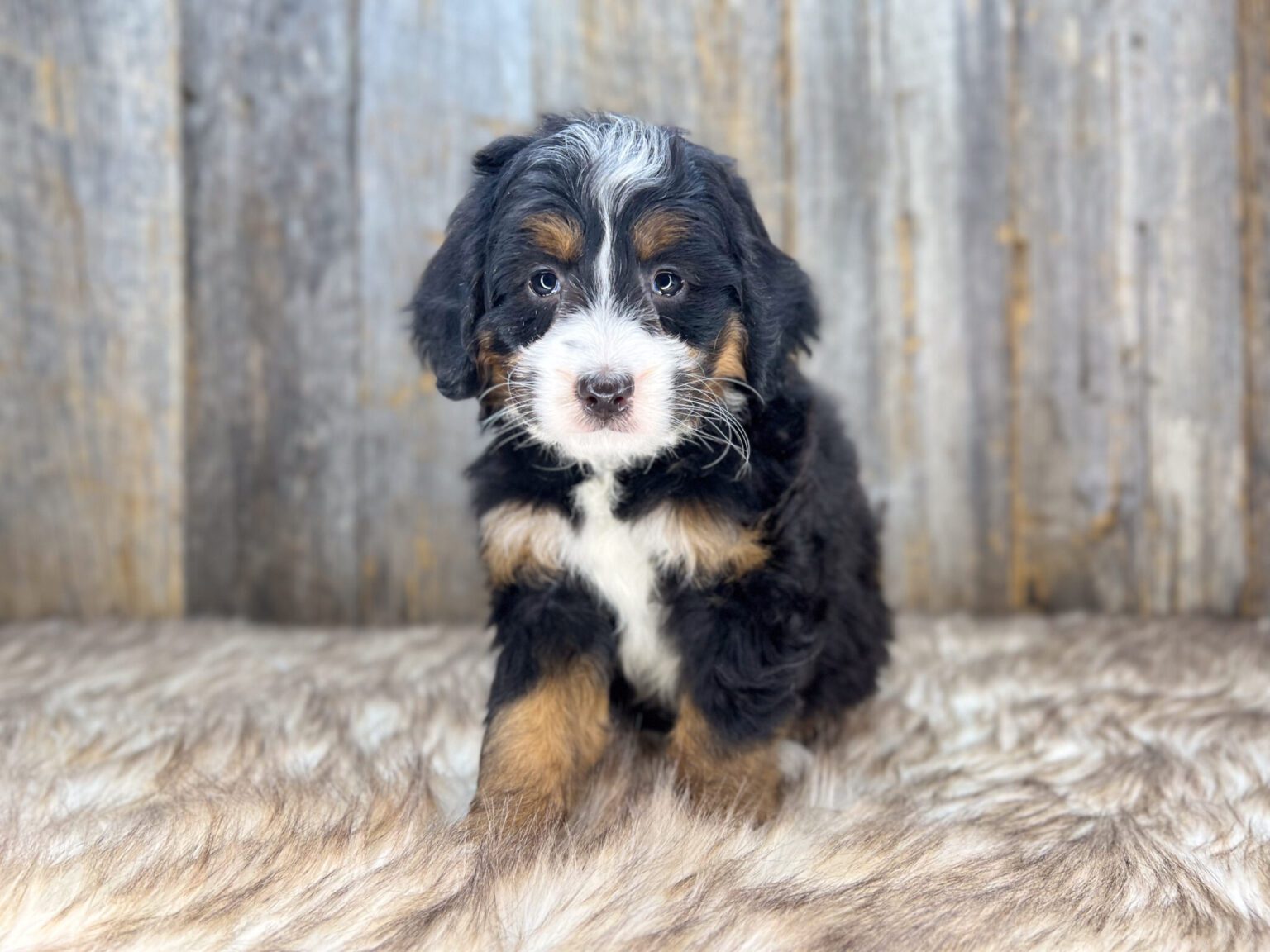 I am just a tiny baby and would love to join your family soon! Of course, you can’t see how cute and curly I will be when I get older, so the Dog Club will send updated photos when I am about 6 to 7 weeks old, if you choose to adopt me. Infant puppy deposits are refundable or transferrable.