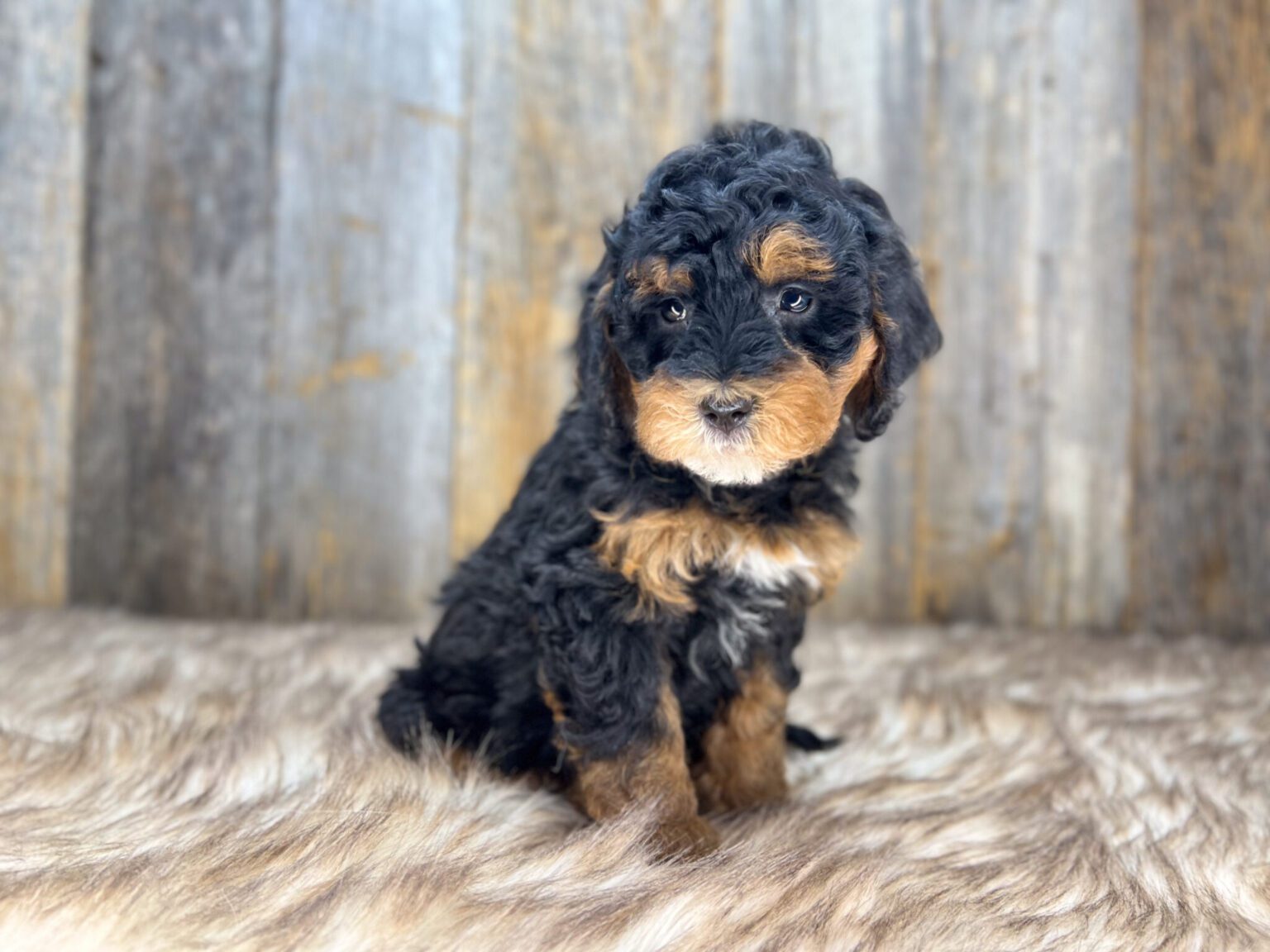 I am just a tiny baby and would love to join your family soon! Of course, you can’t see how cute and curly I will be when I get older, so the Dog Club will send updated photos when I am about 6 to 7 weeks old, if you choose to adopt me. Infant puppy deposits are refundable or transferrable.