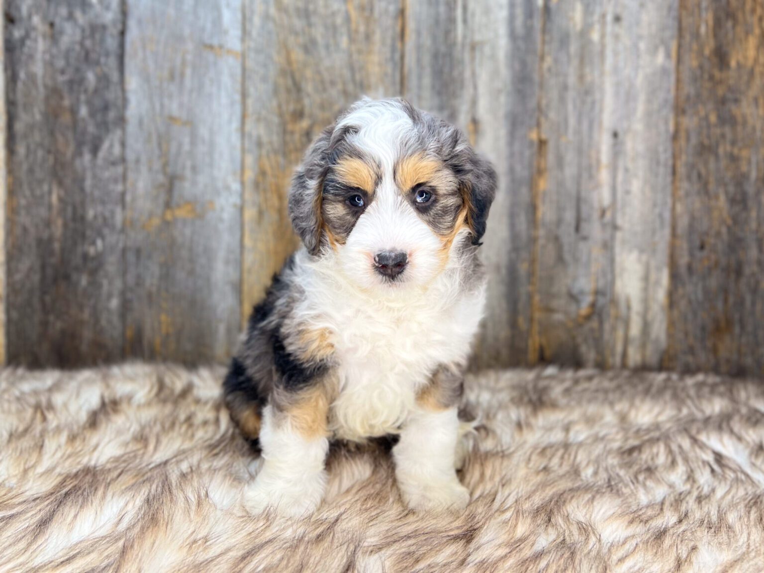 I am just a tiny baby and would love to join your family soon! Of course, you can’t see how cute and curly I will be when I get older, so the Dog Club will send updated photos when I am about 6 to 7 weeks old, if you choose to adopt me. Infant puppy deposits are refundable or transferrable.