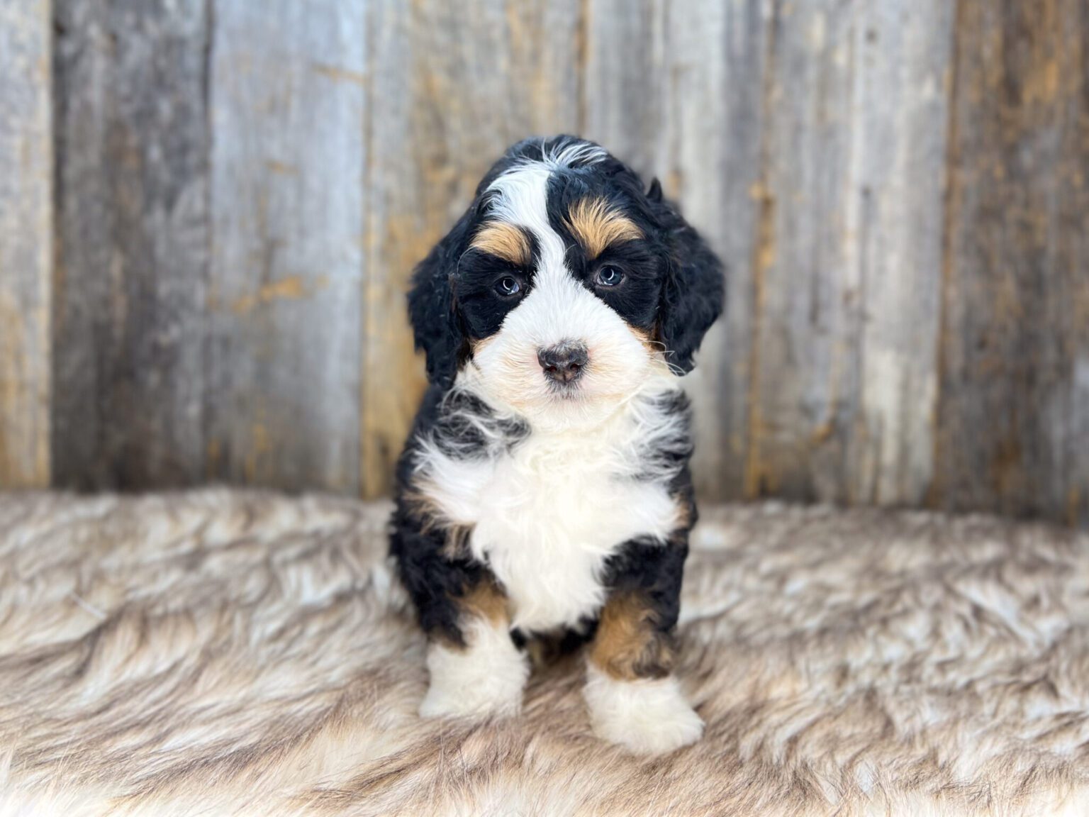 I am just a tiny baby and would love to join your family soon! Of course, you can’t see how cute and curly I will be when I get older, so the Dog Club will send updated photos when I am about 6 to 7 weeks old, if you choose to adopt me. Infant puppy deposits are refundable or transferrable.