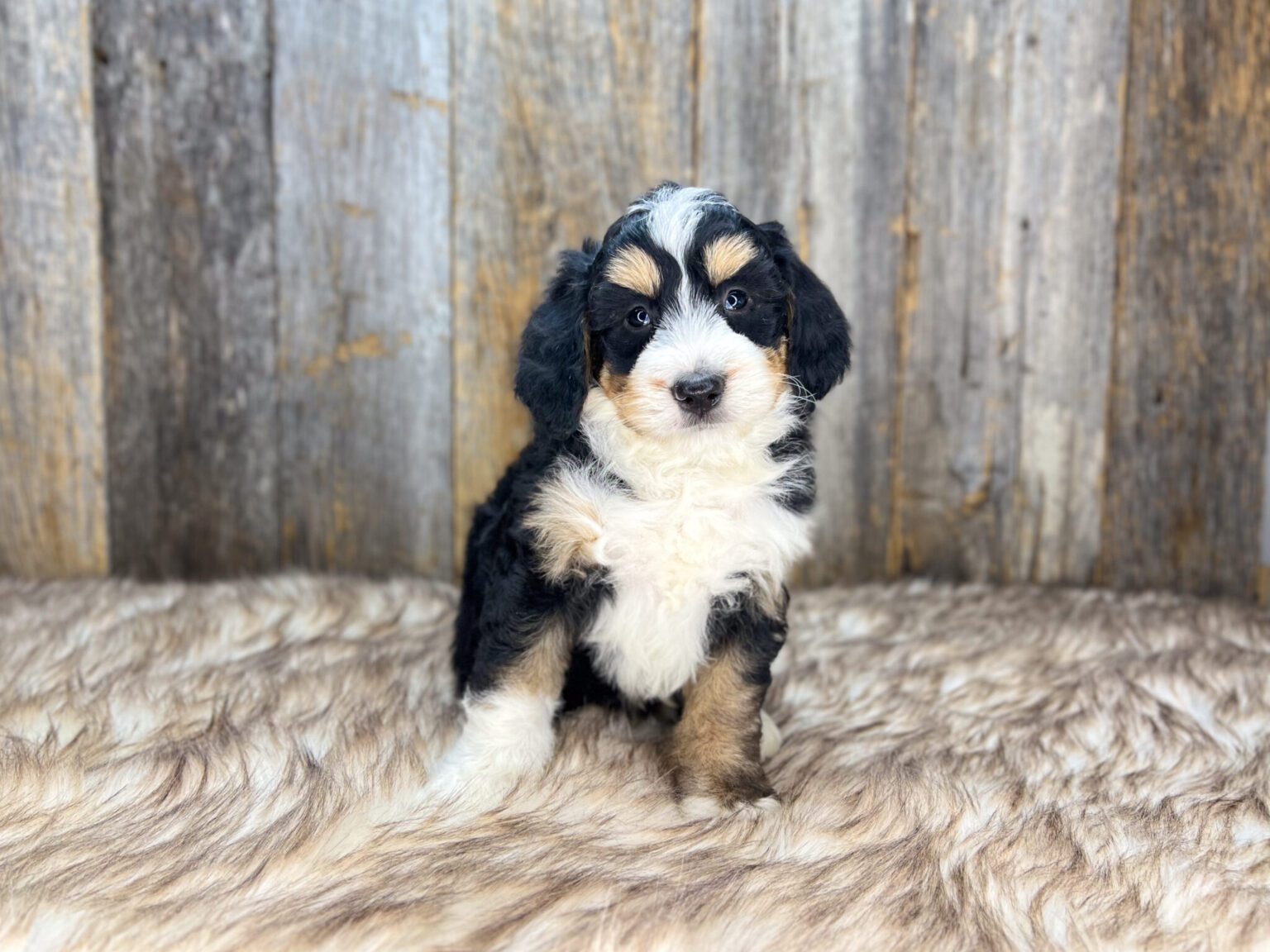 I am just a tiny baby and would love to join your family soon! Of course, you can’t see how cute and curly I will be when I get older, so the Dog Club will send updated photos when I am about 6 to 7 weeks old, if you choose to adopt me. Infant puppy deposits are refundable or transferrable.