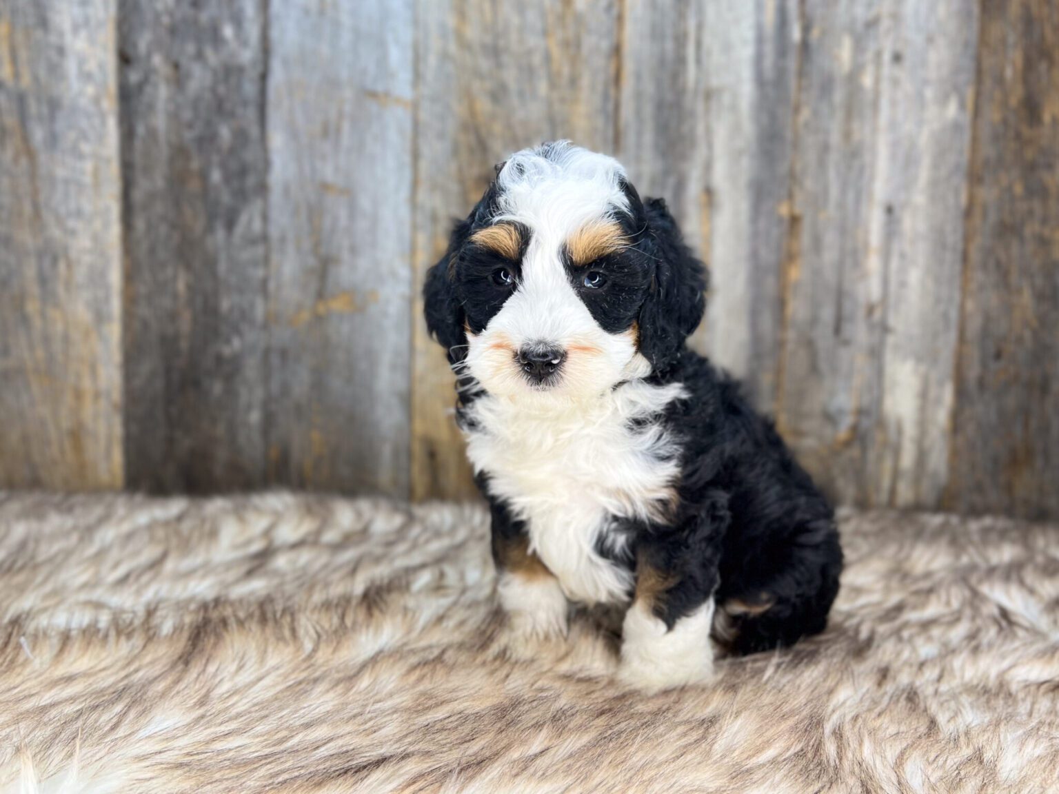 I am just a tiny baby and would love to join your family soon! Of course, you can’t see how cute and curly I will be when I get older, so the Dog Club will send updated photos when I am about 6 to 7 weeks old, if you choose to adopt me. Infant puppy deposits are refundable or transferrable.