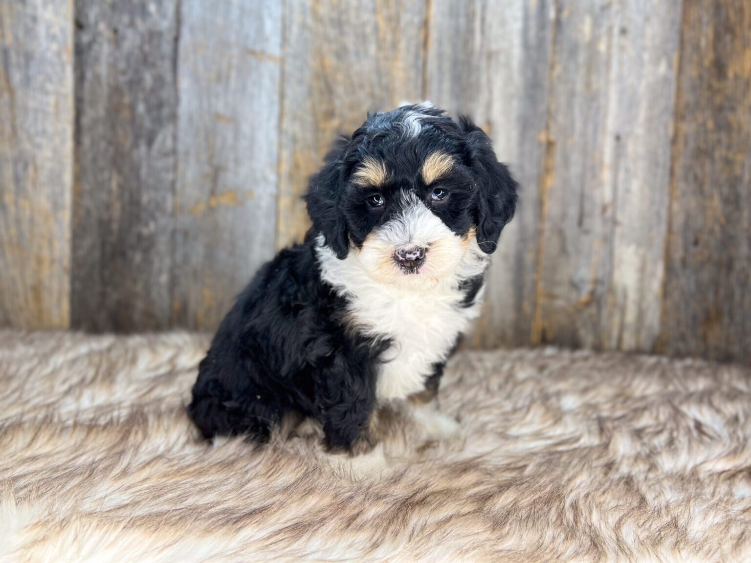 I am just a tiny baby and would love to join your family soon! Of course, you can’t see how cute and curly I will be when I get older, so the Dog Club will send updated photos when I am about 6 to 7 weeks old, if you choose to adopt me. Infant puppy deposits are refundable or transferrable.