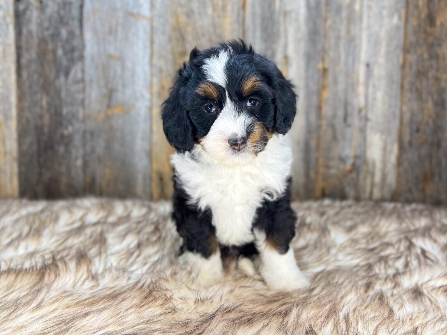 I am just a tiny baby and would love to join your family soon! Of course, you can’t see how cute and curly I will be when I get older, so the Dog Club will send updated photos when I am about 6 to 7 weeks old, if you choose to adopt me. Infant puppy deposits are refundable or transferrable.