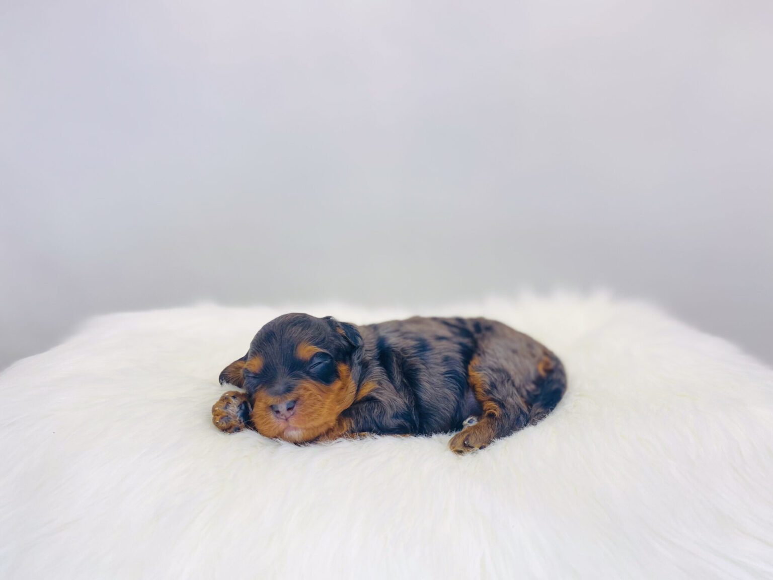 I am just a tiny baby and would love to join your family soon! Of course, you can’t see how cute and curly I will be when I get older, so the Dog Club will send updated photos when I am about 6 to 7 weeks old, if you choose to adopt me. Infant puppy deposits are refundable or transferrable.