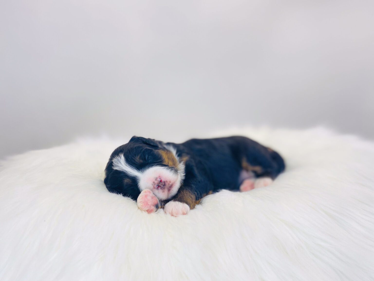 I am just a tiny baby and would love to join your family soon! Of course, you can’t see how cute and curly I will be when I get older, so the Dog Club will send updated photos when I am about 6 to 7 weeks old, if you choose to adopt me. Infant puppy deposits are refundable or transferrable.