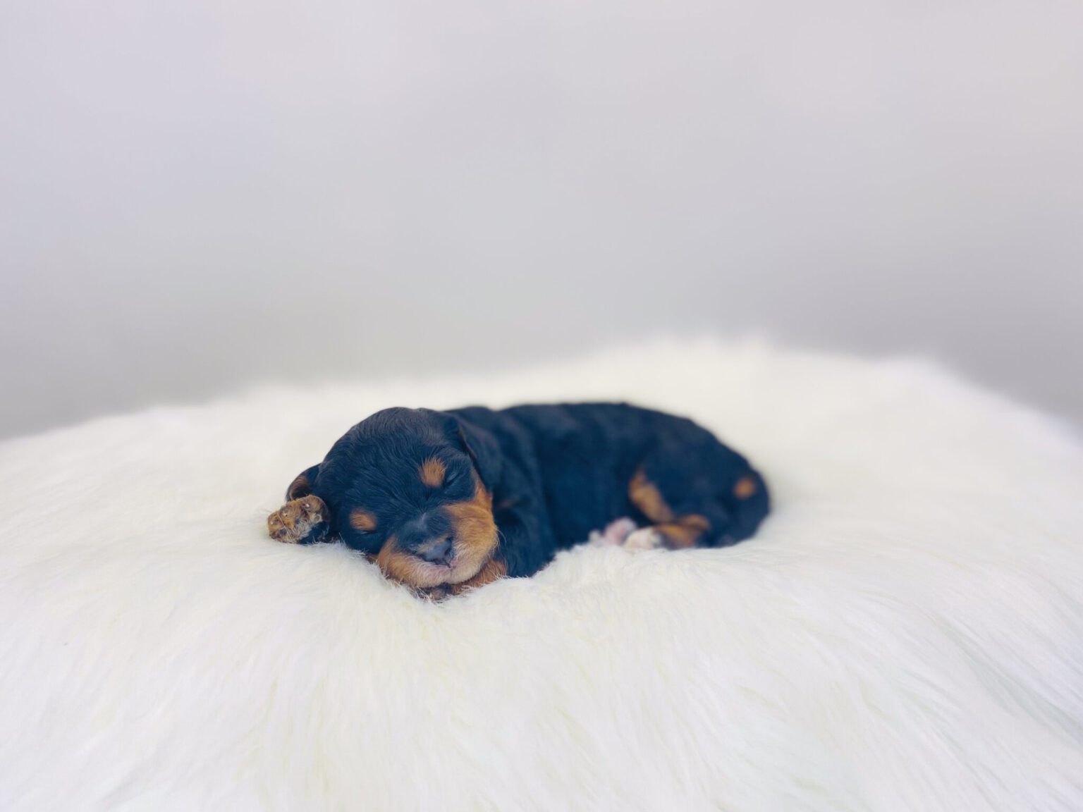 I am just a tiny baby and would love to join your family soon! Of course, you can’t see how cute and curly I will be when I get older, so the Dog Club will send updated photos when I am about 6 to 7 weeks old, if you choose to adopt me. Infant puppy deposits are refundable or transferrable.