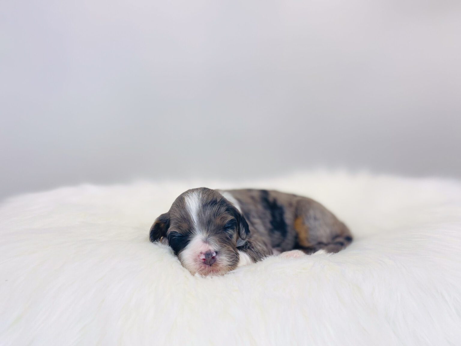 I am just a tiny baby and would love to join your family soon! Of course, you can’t see how cute and curly I will be when I get older, so the Dog Club will send updated photos when I am about 6 to 7 weeks old, if you choose to adopt me. Infant puppy deposits are refundable or transferrable.