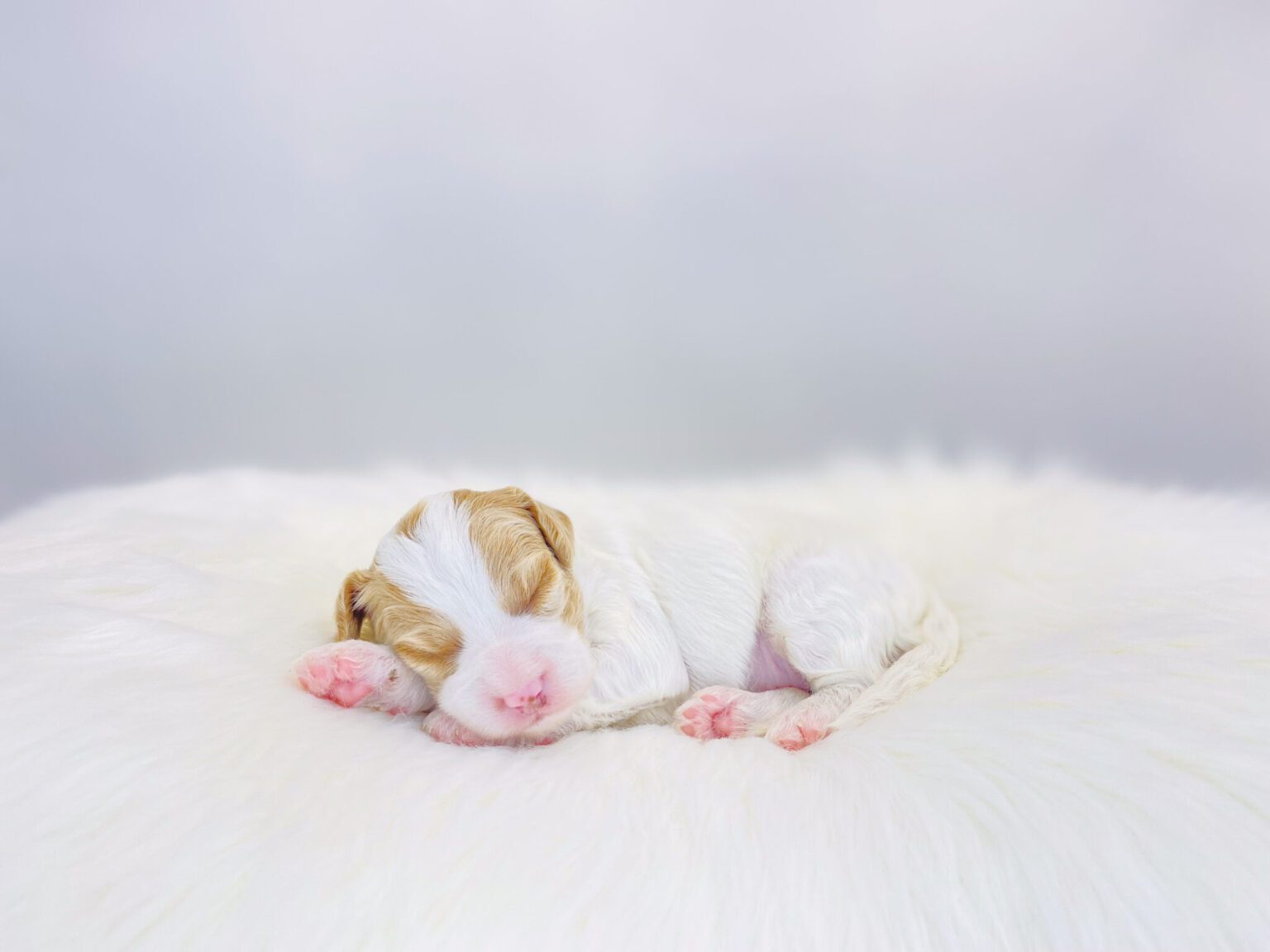 I am just a tiny baby and would love to join your family soon! Of course, you can’t see how cute and curly I will be when I get older, so the Dog Club will send updated photos when I am about 6 to 7 weeks old, if you choose to adopt me. Infant puppy deposits are refundable or transferrable.