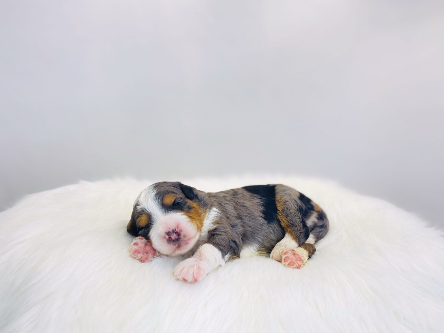 I am just a tiny baby and would love to join your family soon! Of course, you can’t see how cute and curly I will be when I get older, so the Dog Club will send updated photos when I am about 6 to 7 weeks old, if you choose to adopt me. Infant puppy deposits are refundable or transferrable.