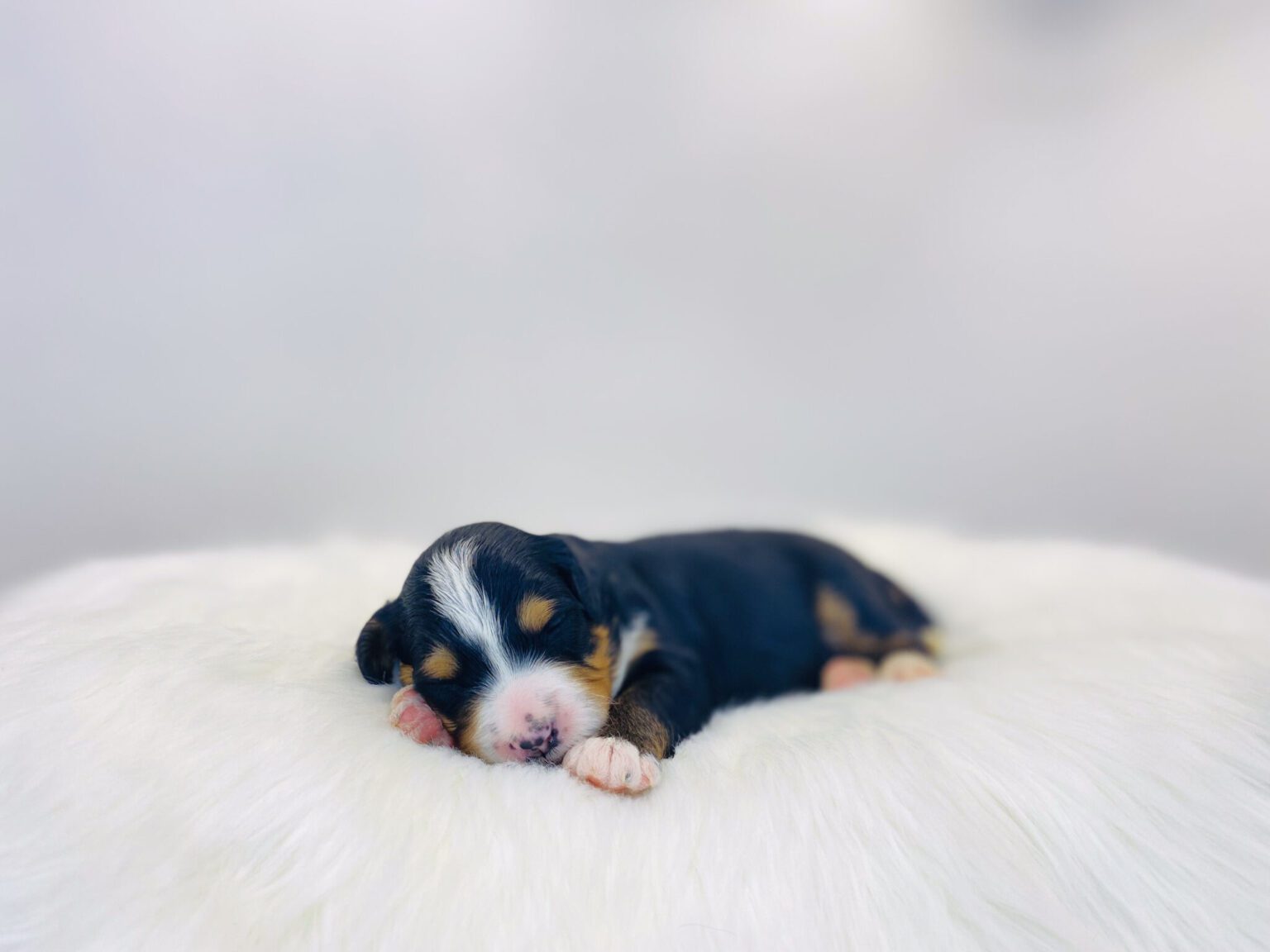I am just a tiny baby and would love to join your family soon! Of course, you can’t see how cute and curly I will be when I get older, so the Dog Club will send updated photos when I am about 6 to 7 weeks old, if you choose to adopt me. Infant puppy deposits are refundable or transferrable.
