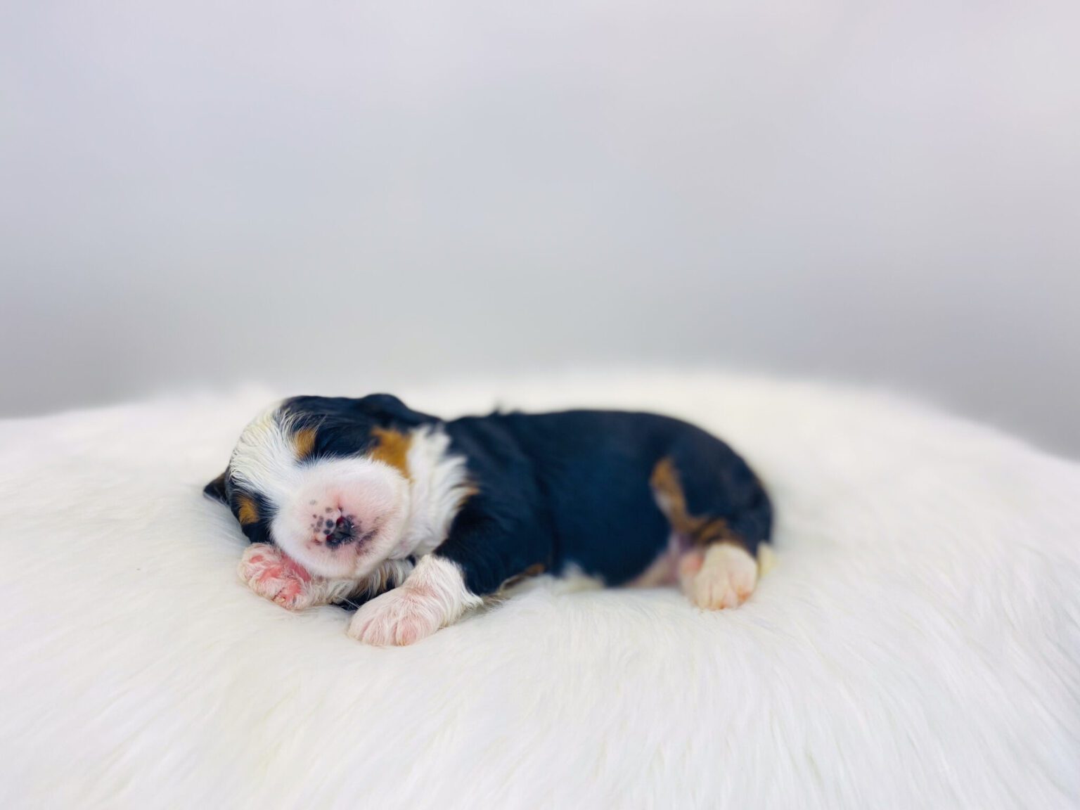 I am just a tiny baby and would love to join your family soon! Of course, you can’t see how cute and curly I will be when I get older, so the Dog Club will send updated photos when I am about 6 to 7 weeks old, if you choose to adopt me. Infant puppy deposits are refundable or transferrable.