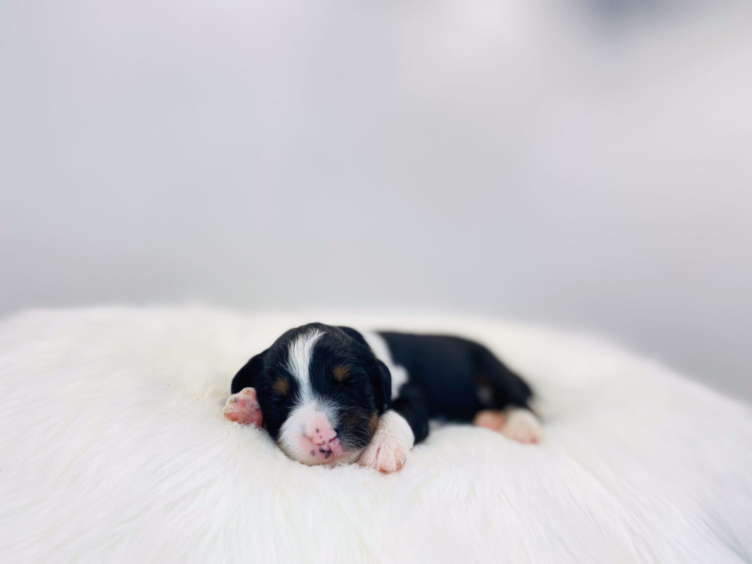 I am just a tiny baby and would love to join your family soon! Of course, you can’t see how cute and curly I will be when I get older, so the Dog Club will send updated photos when I am about 6 to 7 weeks old, if you choose to adopt me. Infant puppy deposits are refundable or transferrable.