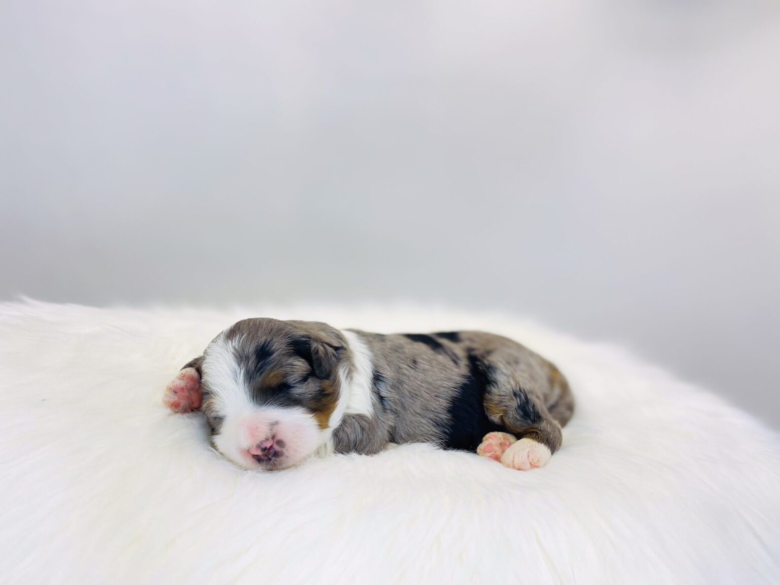 I am just a tiny baby and would love to join your family soon! Of course, you can’t see how cute and curly I will be when I get older, so the Dog Club will send updated photos when I am about 6 to 7 weeks old, if you choose to adopt me. Infant puppy deposits are refundable or transferrable.