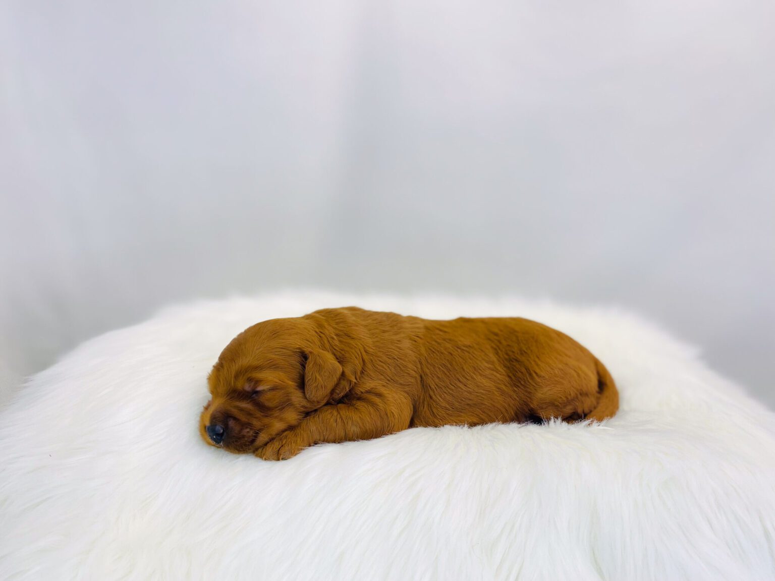 I am just a tiny baby and would love to join your family soon! Of course, you can’t see how cute and curly I will be when I get older, so the Dog Club will send updated photos when I am about 6 to 7 weeks old, if you choose to adopt me. Infant puppy deposits are refundable or transferrable.
