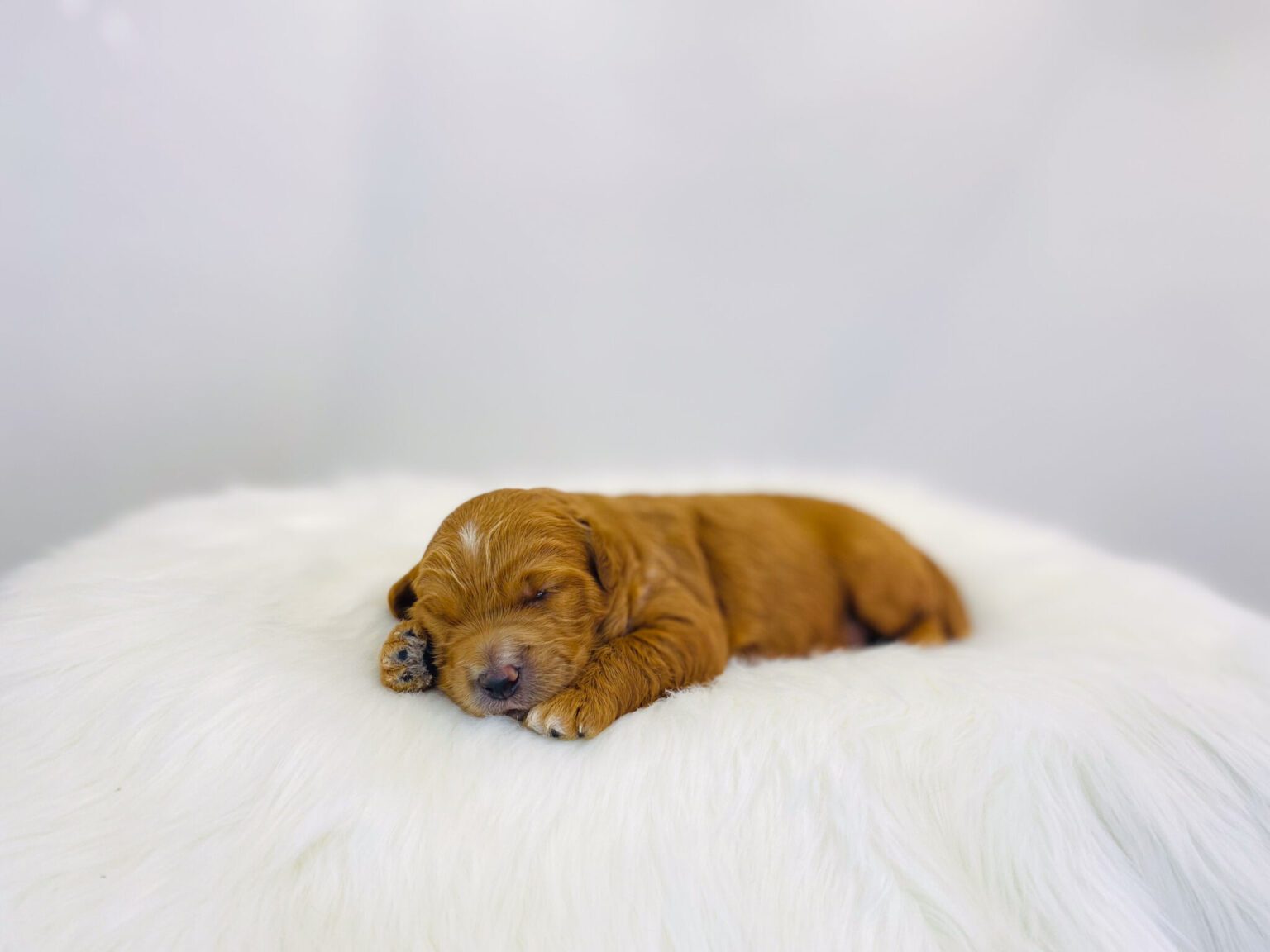 I am just a tiny baby and would love to join your family soon! Of course, you can’t see how cute and curly I will be when I get older, so the Dog Club will send updated photos when I am about 6 to 7 weeks old, if you choose to adopt me. Infant puppy deposits are refundable or transferrable.