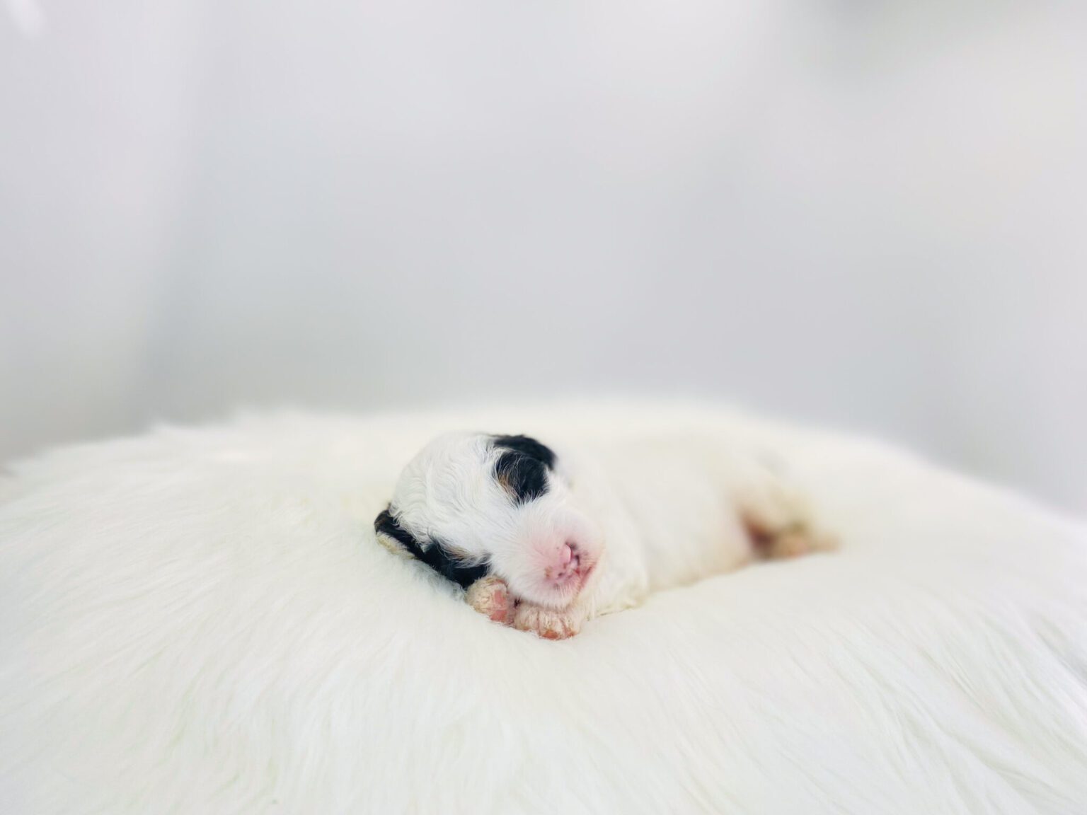 I am just a tiny baby and would love to join your family soon! Of course, you can’t see how cute and curly I will be when I get older, so the Dog Club will send updated photos when I am about 6 to 7 weeks old, if you choose to adopt me. Infant puppy deposits are refundable or transferrable.