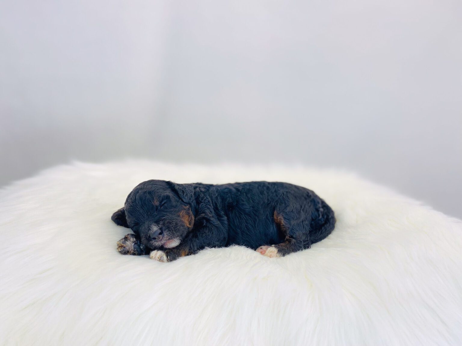 I am just a tiny baby and would love to join your family soon! Of course, you can’t see how cute and curly I will be when I get older, so the Dog Club will send updated photos when I am about 6 to 7 weeks old, if you choose to adopt me. Infant puppy deposits are refundable or transferrable.