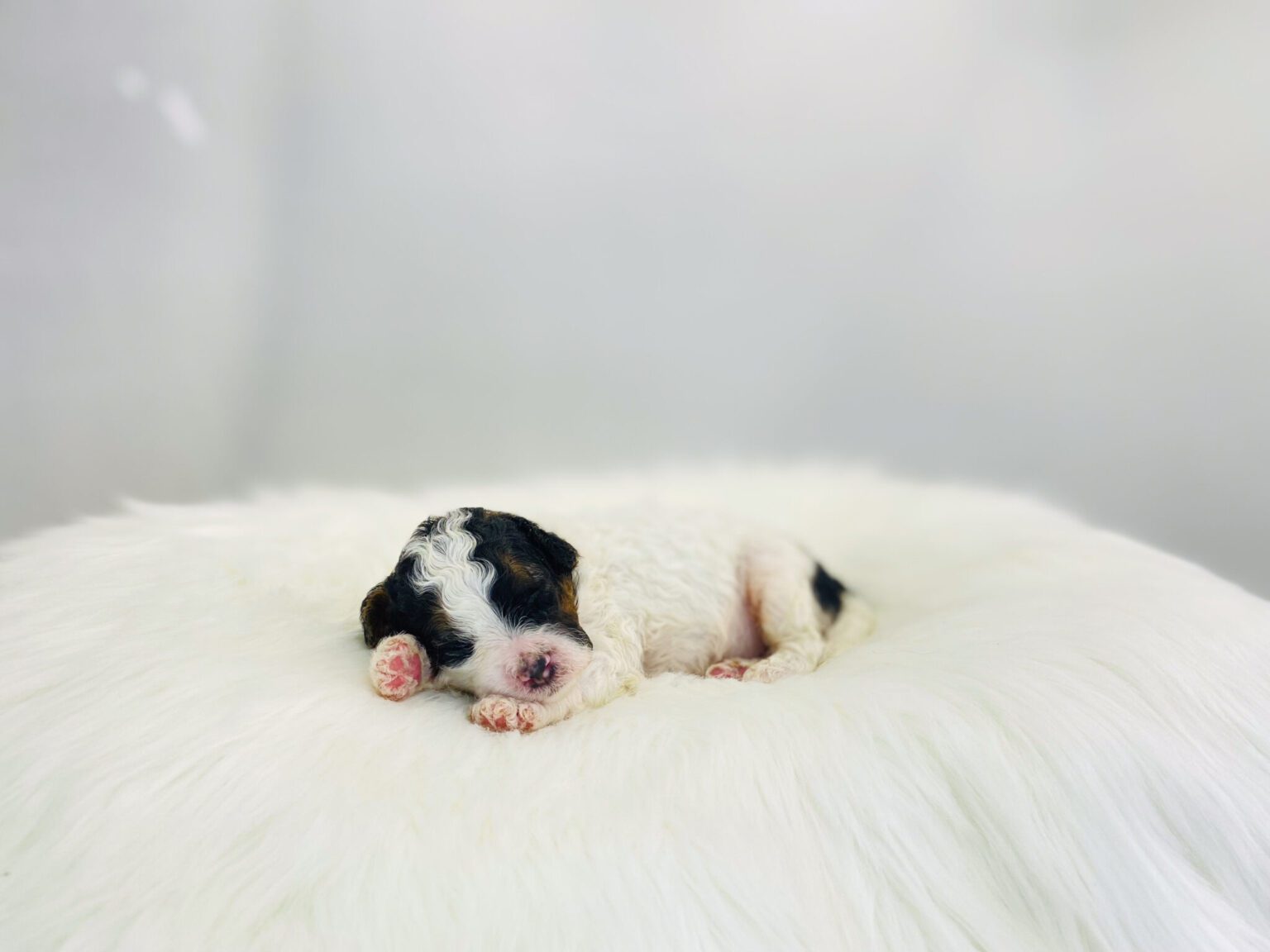 I am just a tiny baby and would love to join your family soon! Of course, you can’t see how cute and curly I will be when I get older, so the Dog Club will send updated photos when I am about 6 to 7 weeks old, if you choose to adopt me. Infant puppy deposits are refundable or transferrable.