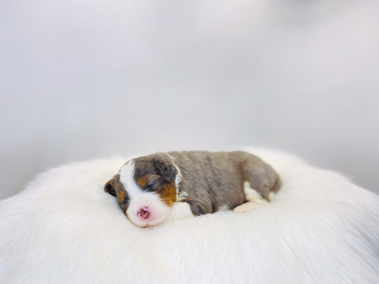 I am just a tiny baby and would love to join your family soon! Of course, you can’t see how cute and curly I will be when I get older, so the Dog Club will send updated photos when I am about 6 to 7 weeks old, if you choose to adopt me. Infant puppy deposits are refundable or transferrable.