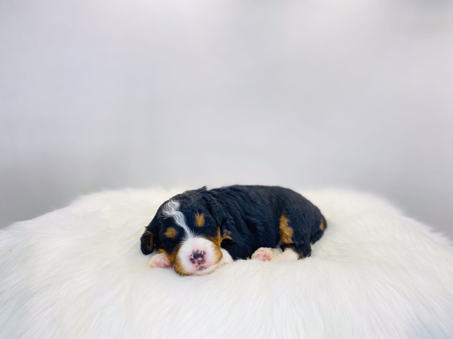 I am just a tiny baby and would love to join your family soon! Of course, you can’t see how cute and curly I will be when I get older, so the Dog Club will send updated photos when I am about 6 to 7 weeks old, if you choose to adopt me. Infant puppy deposits are refundable or transferrable.