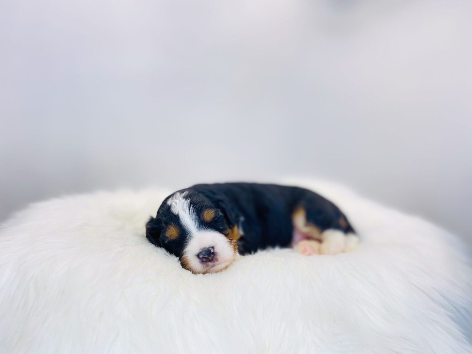 I am just a tiny baby and would love to join your family soon! Of course, you can’t see how cute and curly I will be when I get older, so the Dog Club will send updated photos when I am about 6 to 7 weeks old, if you choose to adopt me. Infant puppy deposits are refundable or transferrable.