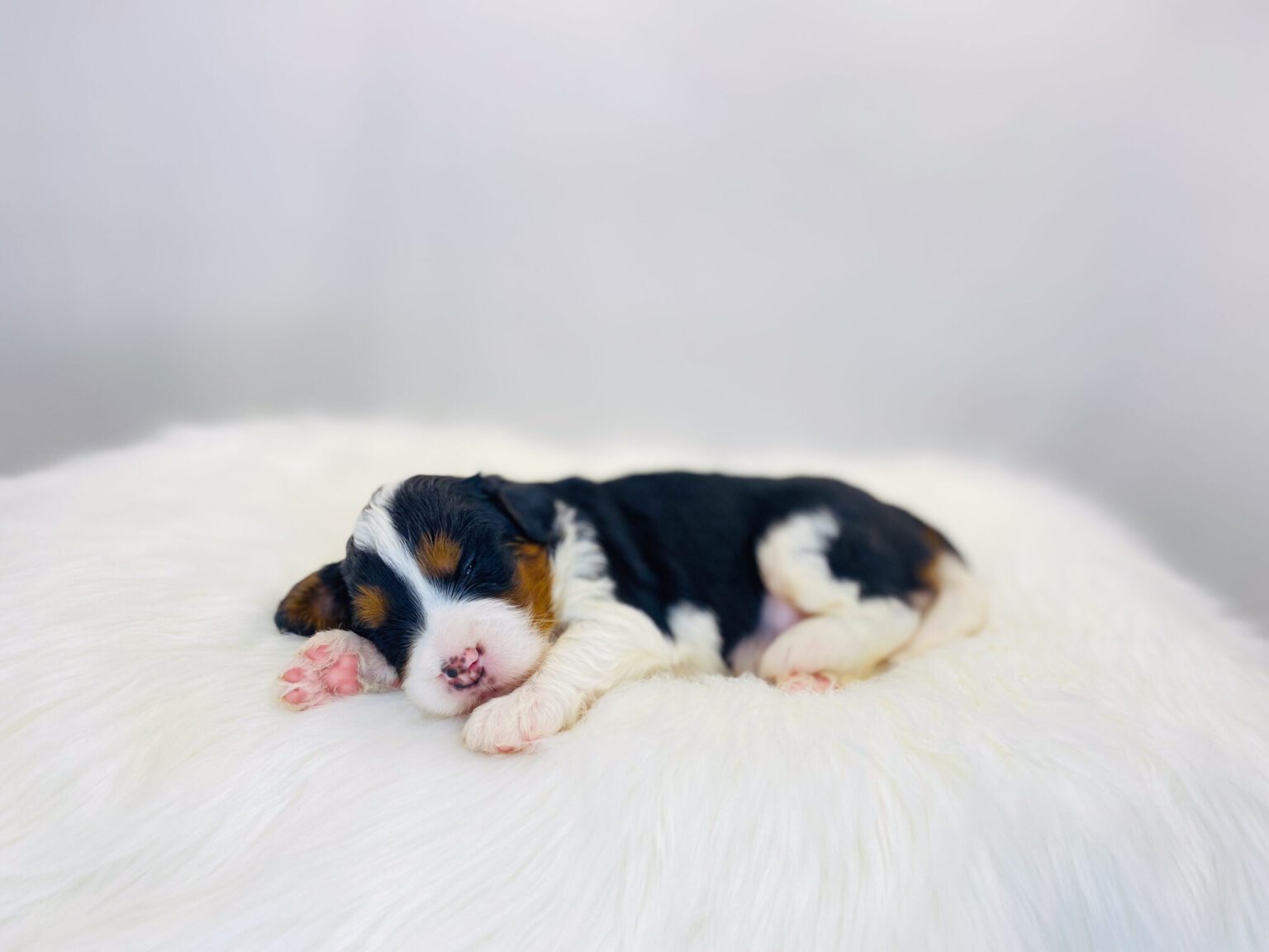 I am just a tiny baby and would love to join your family soon! Of course, you can’t see how cute and curly I will be when I get older, so the Dog Club will send updated photos when I am about 6 to 7 weeks old, if you choose to adopt me. Infant puppy deposits are refundable or transferrable.