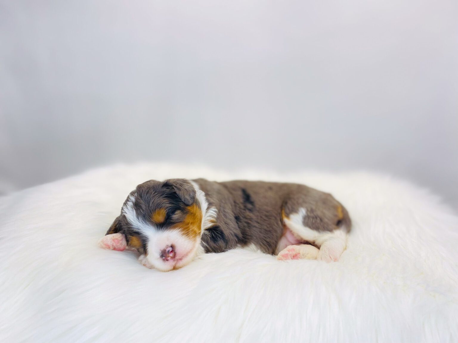 I am just a tiny baby and would love to join your family soon! Of course, you can’t see how cute and curly I will be when I get older, so the Dog Club will send updated photos when I am about 6 to 7 weeks old, if you choose to adopt me. Infant puppy deposits are refundable or transferrable.