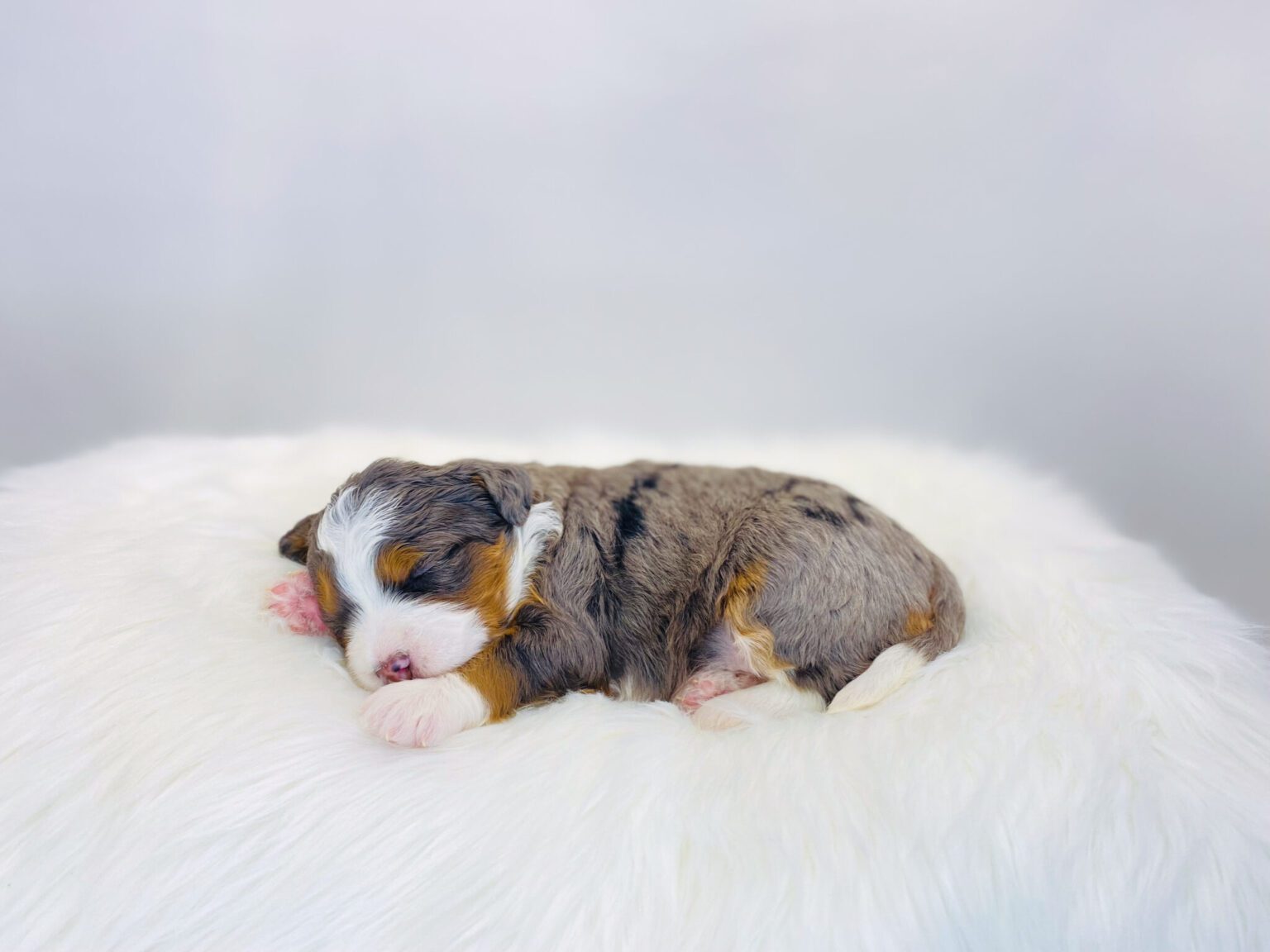 I am just a tiny baby and would love to join your family soon! Of course, you can’t see how cute and curly I will be when I get older, so the Dog Club will send updated photos when I am about 6 to 7 weeks old, if you choose to adopt me. Infant puppy deposits are refundable or transferrable.