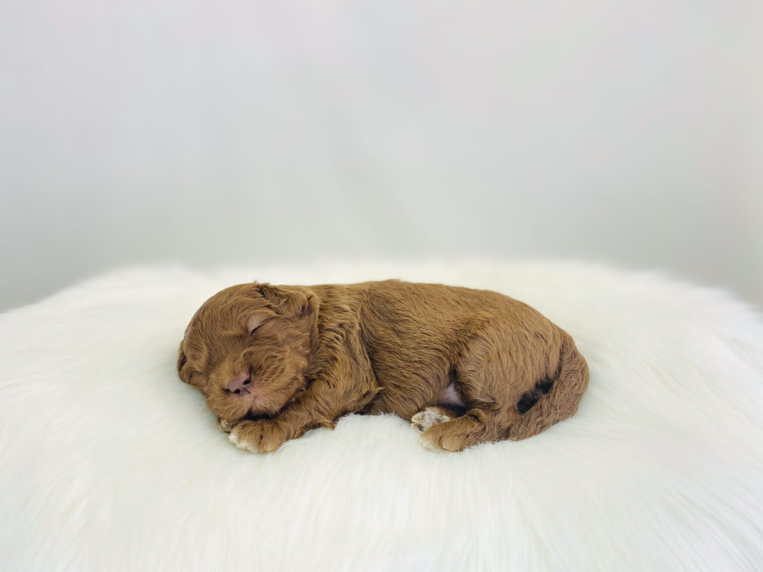 I am just a tiny baby and would love to join your family soon! Of course, you can’t see how cute and curly I will be when I get older, so the Dog Club will send updated photos when I am about 6 to 7 weeks old, if you choose to adopt me. Infant puppy deposits are refundable or transferrable.